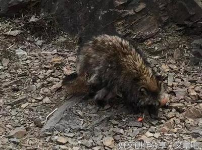 村上生活鸡犬不宁