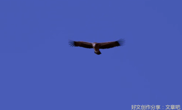 角色效应
