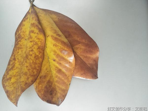 阅 摘00