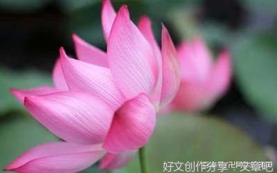 种善因，得善果