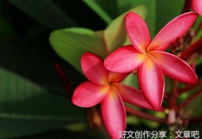 红鸡蛋花