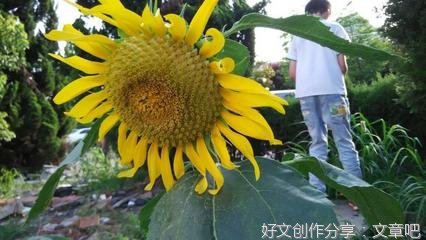 葵花向阳开