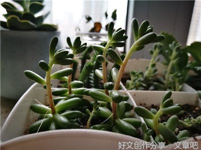 多肉植物和思念