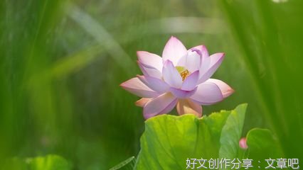 荷花