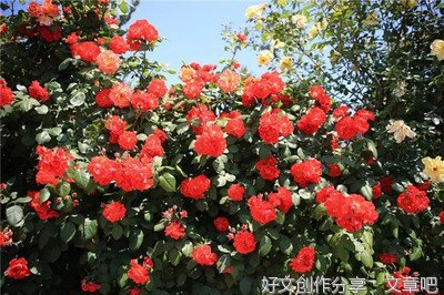 月季花