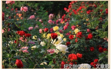 半朵蔷薇