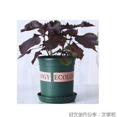 植荷