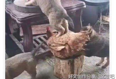 淡然心态