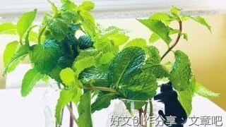 一个惊人发现：聪明人更容易被收割？ 薄荷曼哥