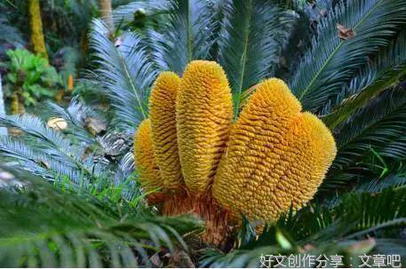 铁树开花