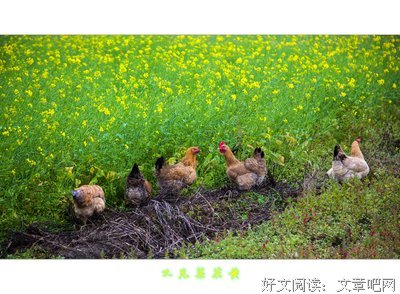 又见菜花绽黄云