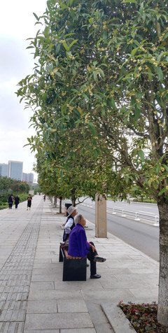 桂花树下