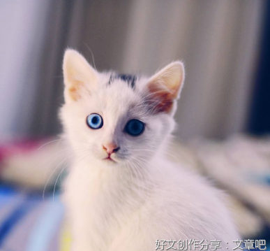 阴灵