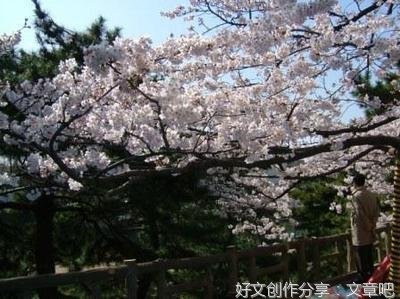 四谷的樱花