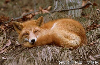 狐狸
