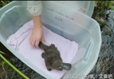奇怪的声音