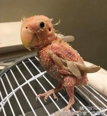 没毛的乌鸦