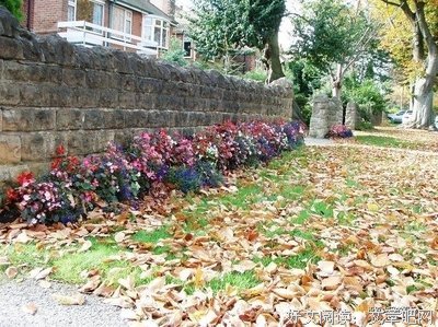 又是一年花开叶落四季的开始
