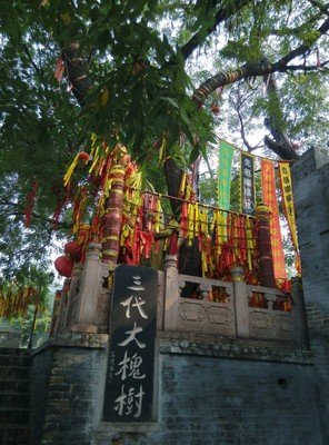 老槐树下送夕阳