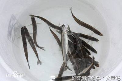 罕见的“虎头呆子”