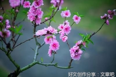 忽闻“人间四月芳菲尽”有感