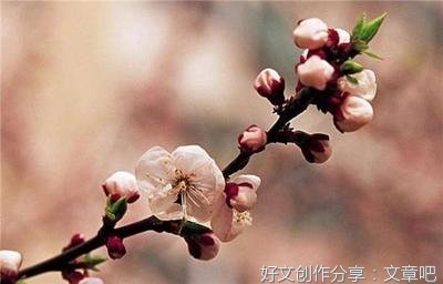 梅花绝句二首·其一
