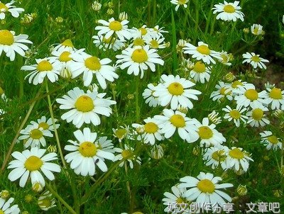 叹庭前甘菊花（杜甫）