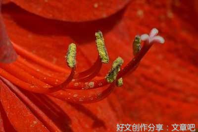 于阗采花