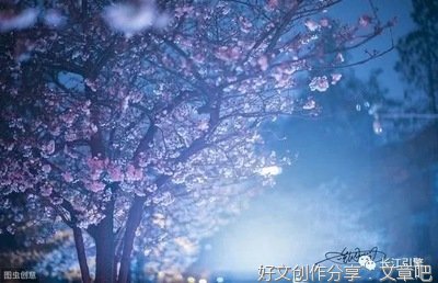 一树花的记忆