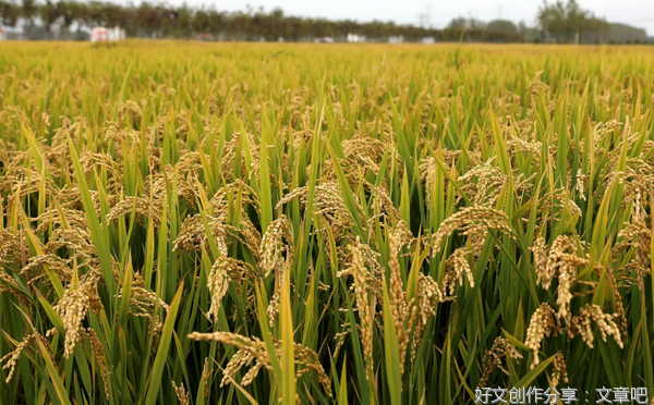 危机逼近？奉启玉分析联合国17亿人或面临粮食危机