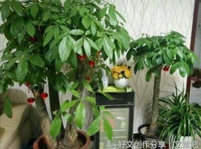 室内不适合养什么花草植物，室内养花禁忌