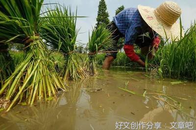 莳秧往事