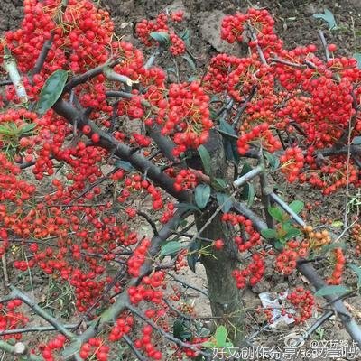 友谊是一株树