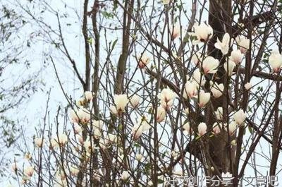 沐浴在多情的春风里