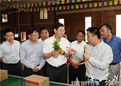 徐闻菠萝——下洋镇地塘村菠萝调研