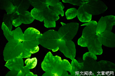 尝试使自己发光