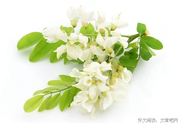 又到槐花飘香时
