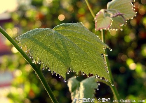 曾是一只自以为幸福的狗