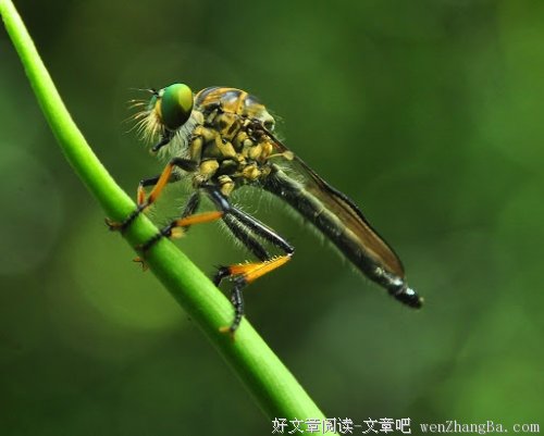 各地八大怪