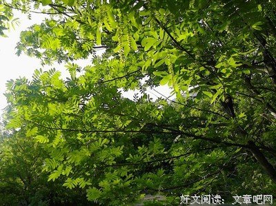 故乡的燕子