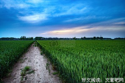 故乡的麦田
