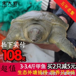老鳖小传
