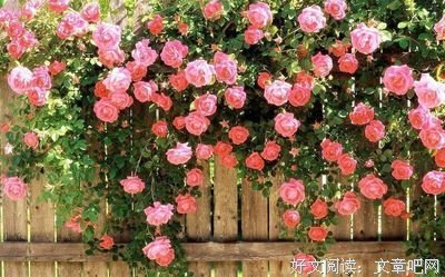 从前的夏天