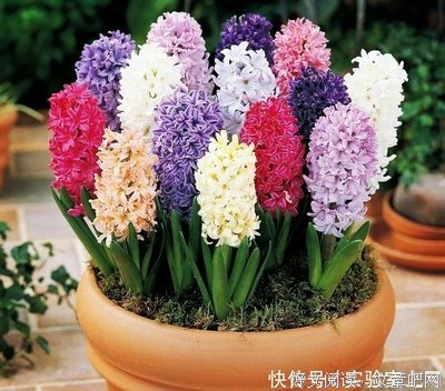 五色水仙